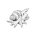 Lambis spider conch Chicoreus aculeatus, large sea snail Unique shells, molluscs Gastropoda. Sketch black contour on white Royalty Free Stock Photo