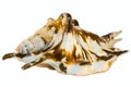 Lambis tiger shell Royalty Free Stock Photo