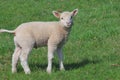 Lambkin Royalty Free Stock Photo