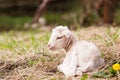 Lambkin Royalty Free Stock Photo