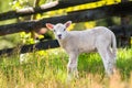 Lambkin Royalty Free Stock Photo