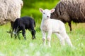 Lambkin Royalty Free Stock Photo