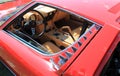 Lamborghini miura supercar window Royalty Free Stock Photo