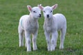 Lambs Royalty Free Stock Photo