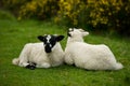 Lambs Royalty Free Stock Photo
