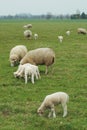 Lambs Royalty Free Stock Photo