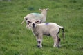 Lambs at Abbotsbury Swannery