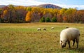 Lambs in Autumn meadow