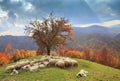 Lambs in the autumn in the mountains