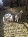 Lambs in a barn Royalty Free Stock Photo