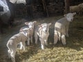 Lambs in a barn looking at the camera Royalty Free Stock Photo