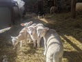 Lambs in a barn looking at the camera Royalty Free Stock Photo