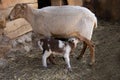 Lambs in barnyard Royalty Free Stock Photo