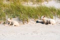 Lambs on the beach, sitting on the sand, on Sylt Island, Germany Royalty Free Stock Photo