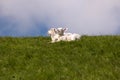 Lambs on the of Westerhever Royalty Free Stock Photo