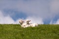 Lambs on the of Westerhever Royalty Free Stock Photo