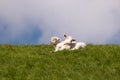 Lambs on the of Westerhever Royalty Free Stock Photo