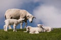 Lambs on the of Westerhever Royalty Free Stock Photo