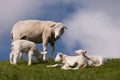 Lambs on the of Westerhever Royalty Free Stock Photo