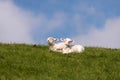 Lambs on the of Westerhever Royalty Free Stock Photo