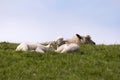 Lambs on the of Westerhever Royalty Free Stock Photo