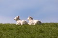 Lambs on the of Westerhever Royalty Free Stock Photo