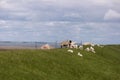 Lambs on the of Westerhever Royalty Free Stock Photo