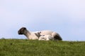 Lambs on the of Westerhever Royalty Free Stock Photo