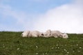 Lambs on the of Westerhever Royalty Free Stock Photo