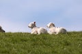 Lambs on the of Westerhever Royalty Free Stock Photo