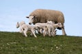 Lambs on the of Westerhever Royalty Free Stock Photo