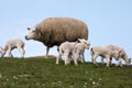 Lambs on the of Westerhever Royalty Free Stock Photo
