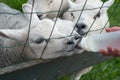 Lambs drinking from bottle