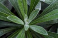 Lambs Ear Plant Royalty Free Stock Photo