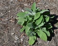 Lambs Ear Plant With Mulch Background