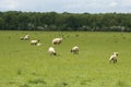 Lambs and ewe in a field in Spring. sheep in the countryside