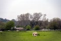 Lambs and ewe in a field