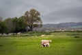 Lambs and ewe in a field