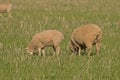 Lambs and ewes Royalty Free Stock Photo