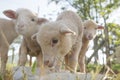 Lambs Feeding Royalty Free Stock Photo