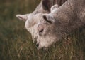 Lambs feeding in the ranch behind barbed fence farm cattle animals selective focus blur Royalty Free Stock Photo