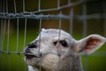 Lambs feeding in the ranch behind barbed fence farm cattle animals selective focus blur Royalty Free Stock Photo