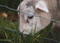 Lambs feeding in the ranch behind barbed fence farm cattle animals selective focus blur