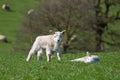 Lambs in a field Royalty Free Stock Photo