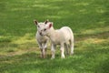 Lambs In The Field