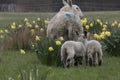 2 lambs following their mother in a field of of spring daffodils Royalty Free Stock Photo