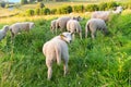 Lambs in French landscape