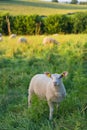 Lambs in French landscape