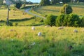 Lambs in French landscape