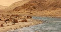 Lambs go on the Pamir highway. Tajikistan. Flocks of tired sheep are returning home along the river.
